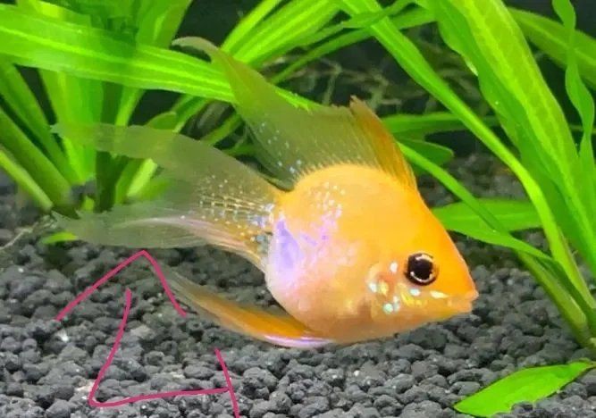 藍玉鳳凰魚公母對照圖