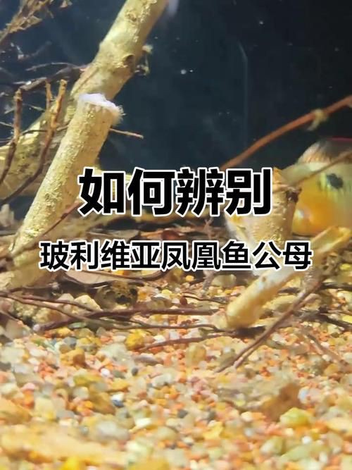 藍玉鳳凰魚公母對照圖