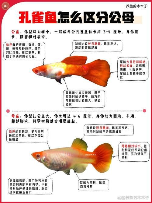 藍玉鳳凰魚公母對照圖