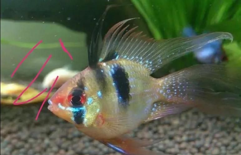 藍玉鳳凰魚公母對照圖