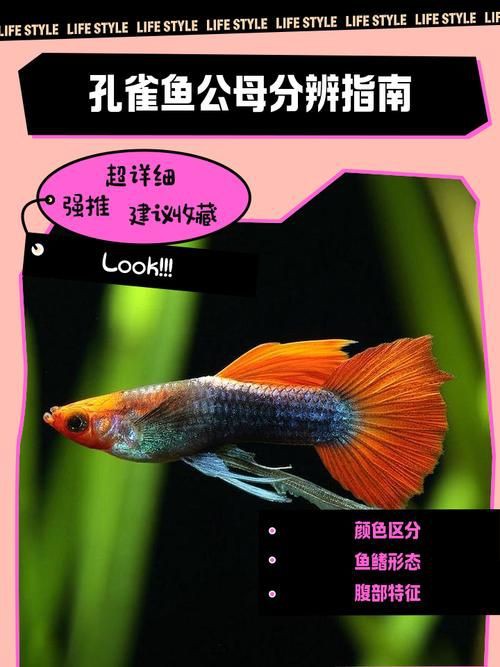 藍玉鳳凰魚公母對照圖