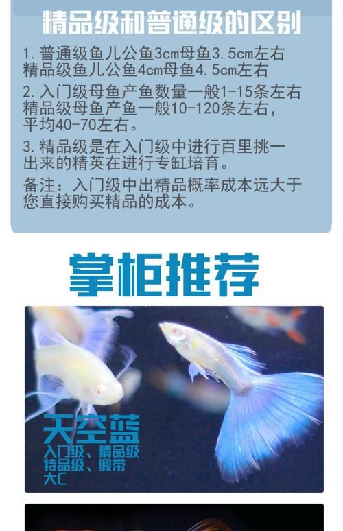 藍玉鳳凰魚公母對照圖