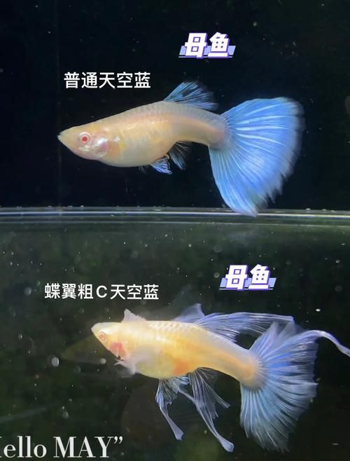 藍玉鳳凰魚公母對照圖