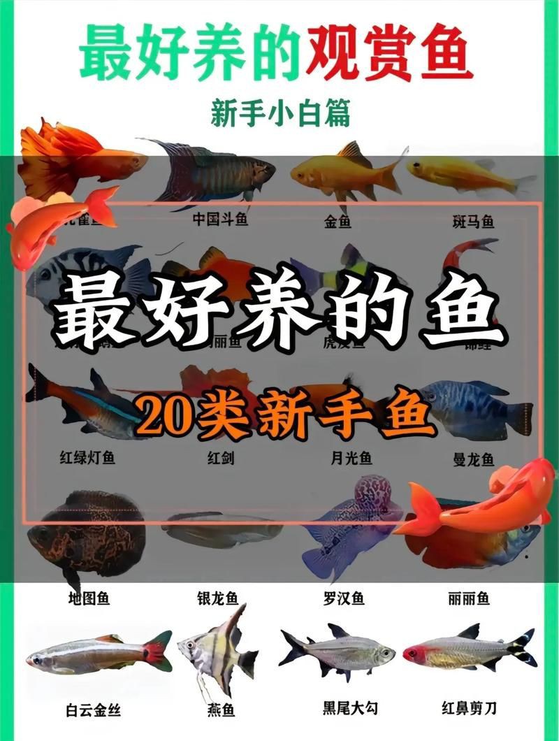 藍玉鳳凰魚公母對照圖