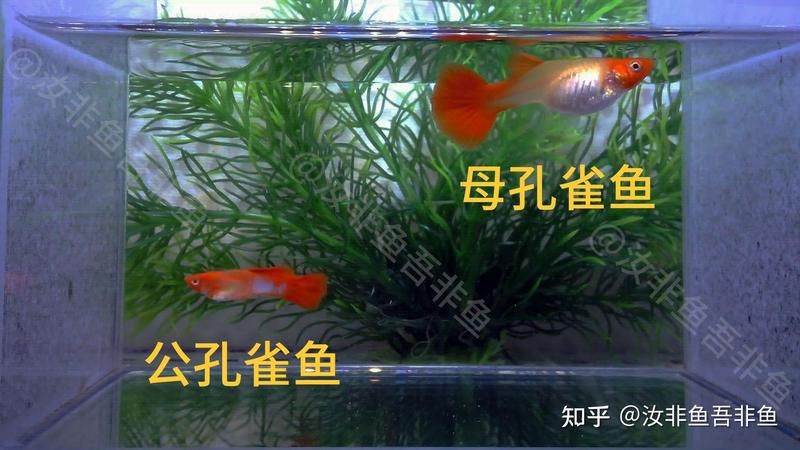 藍玉鳳凰魚公母對照圖