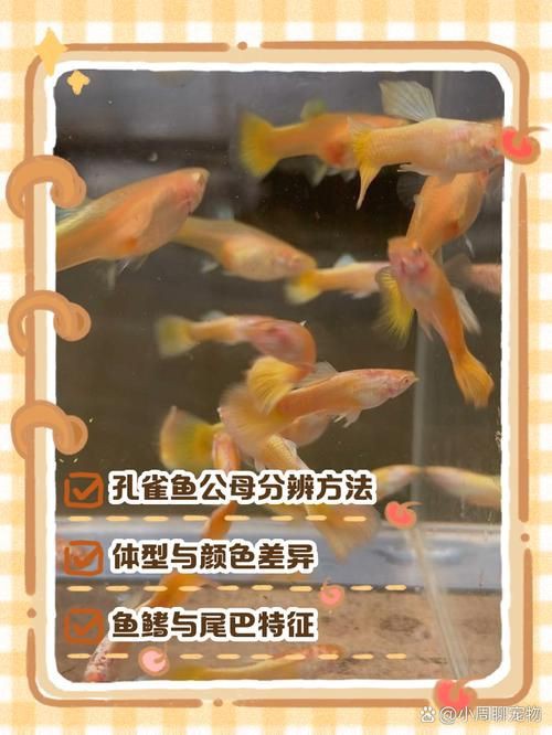 藍玉鳳凰魚公母對照圖