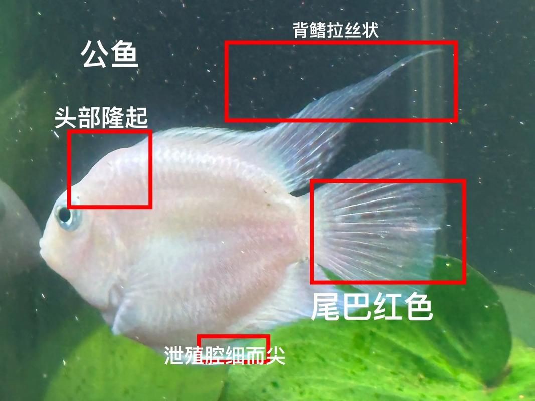藍玉鳳凰魚公母對照圖