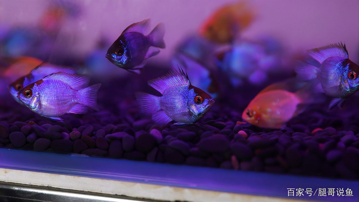 藍玉鳳凰魚公母對照圖