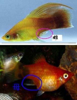 藍玉鳳凰魚公母對照圖