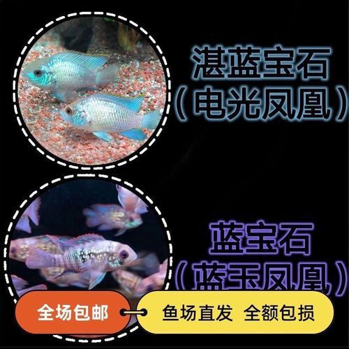 藍玉鳳凰魚公母對照圖