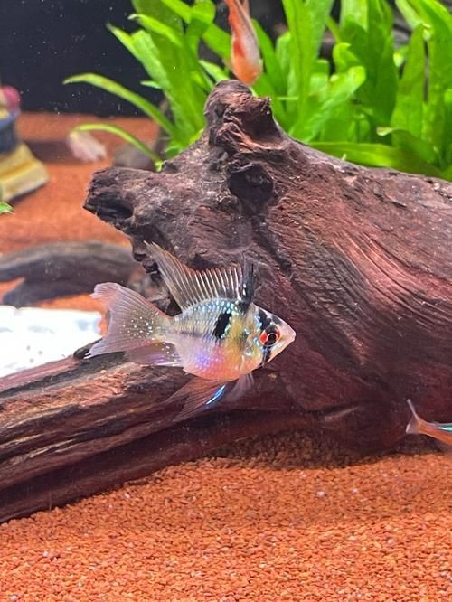 藍玉鳳凰魚公母對照圖
