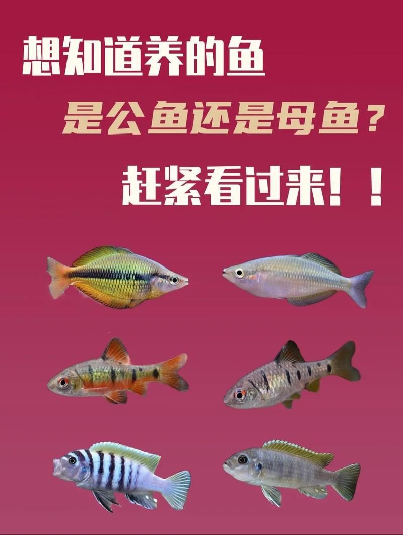 藍玉鳳凰魚公母對照圖
