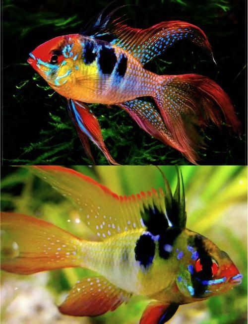 藍玉鳳凰魚公母對照圖