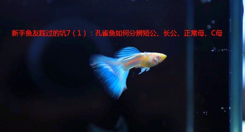 藍玉鳳凰魚公母對照圖