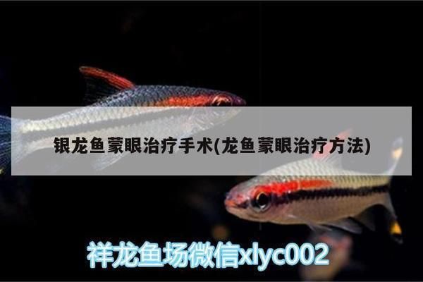 銀龍魚蒙眼會死嗎：銀龍魚蒙眼會導致死亡嗎