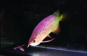 過背金龍魚是什么意思網絡用語怎么說：如何辨別高品質金龍魚