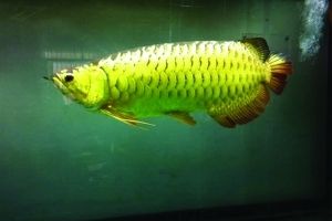 過背金龍魚是什么意思網絡用語怎么說：如何辨別高品質金龍魚