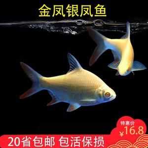 元寶魚可以和龍魚一起養嗎：元寶魚可以和龍魚一起養嗎？