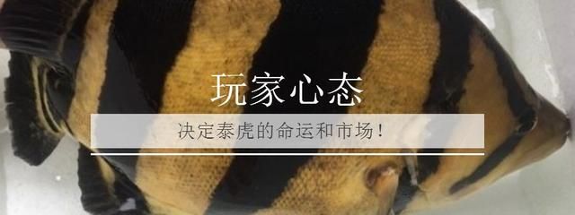 龍魚害怕加配魚料怎么辦：如何判斷龍魚適應新飼料