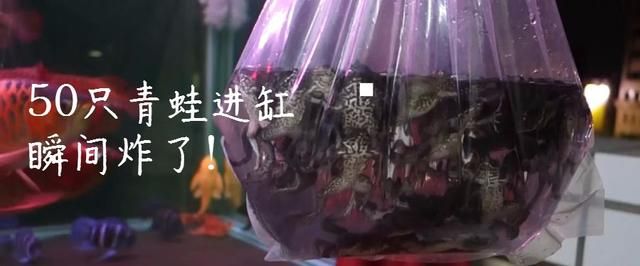 龍魚害怕加配魚料怎么辦：如何判斷龍魚適應新飼料