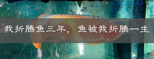 龍魚害怕加配魚料怎么辦：如何判斷龍魚適應新飼料