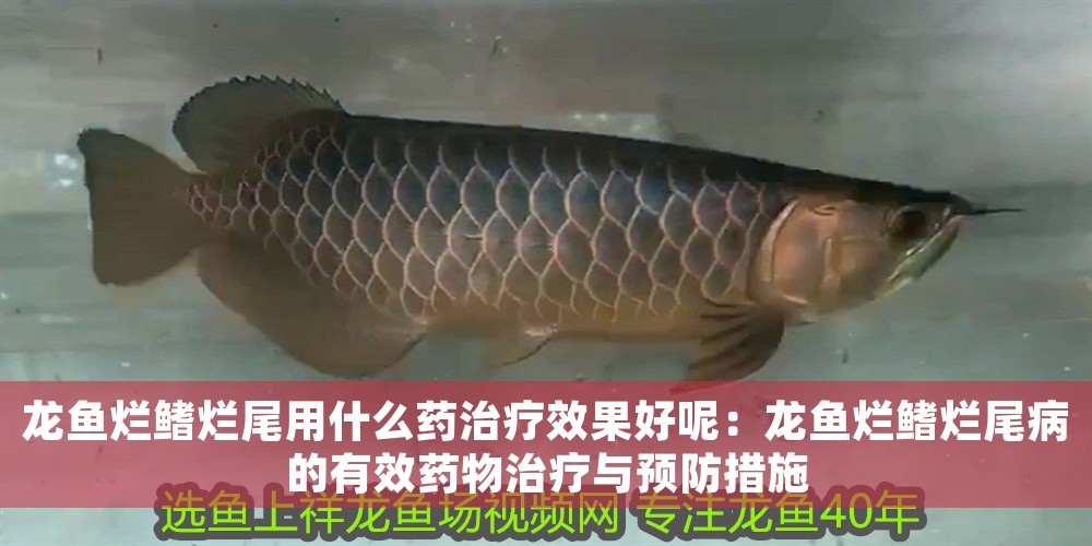 龍魚爛鰭爛尾用什么藥治療效果好呢：龍魚爛鰭爛尾病的有效藥物治療與預(yù)防措施