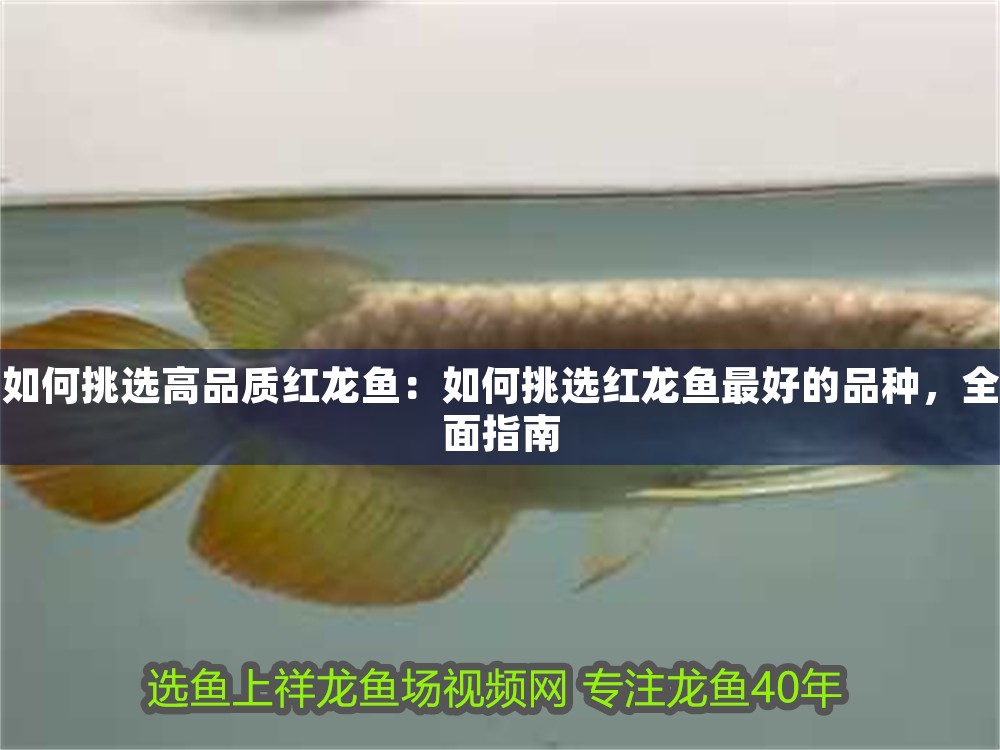 如何挑選高品質紅龍魚：如何挑選紅龍魚最好的品種，全面指南