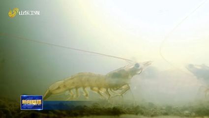 如何挑選高品質紅龍魚：如何挑選紅龍魚最好的品種，全面指南