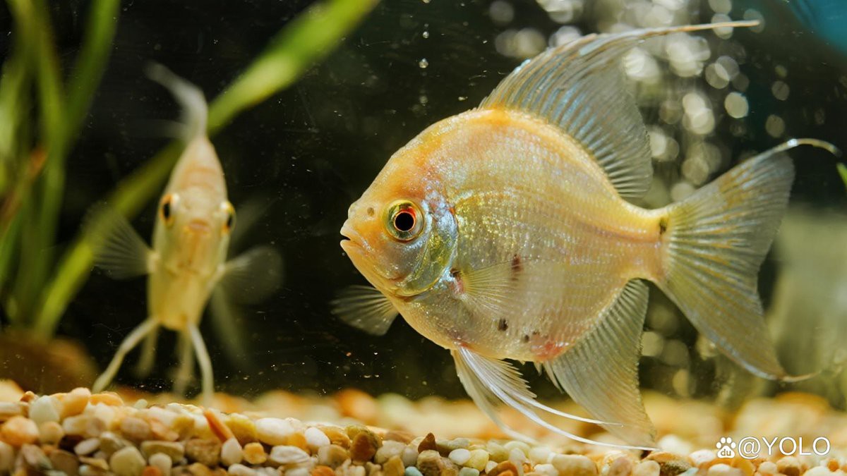 火龍魚可以和熱帶魚混養(yǎng)嗎圖片