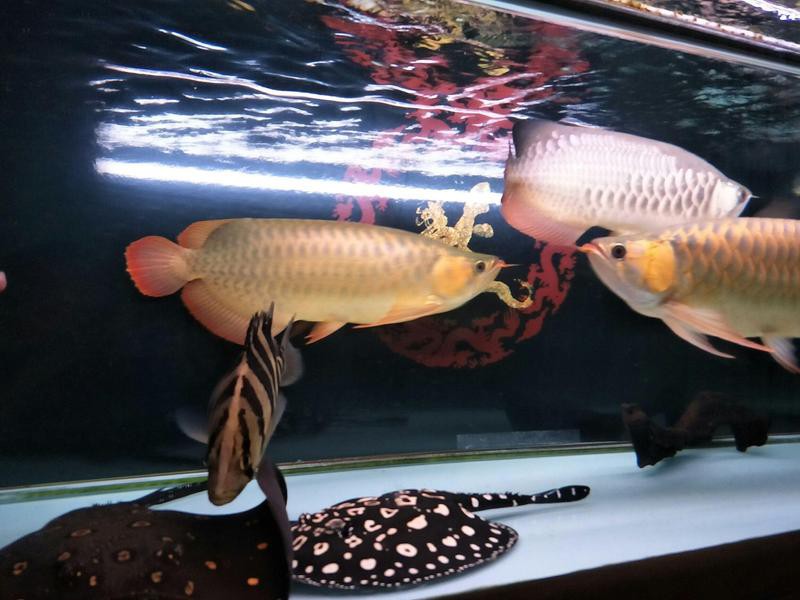 火龍魚可以和熱帶魚混養(yǎng)嗎圖片