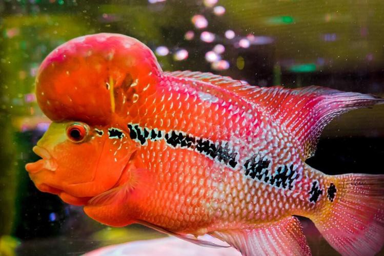 火龍魚可以和熱帶魚混養(yǎng)嗎圖片
