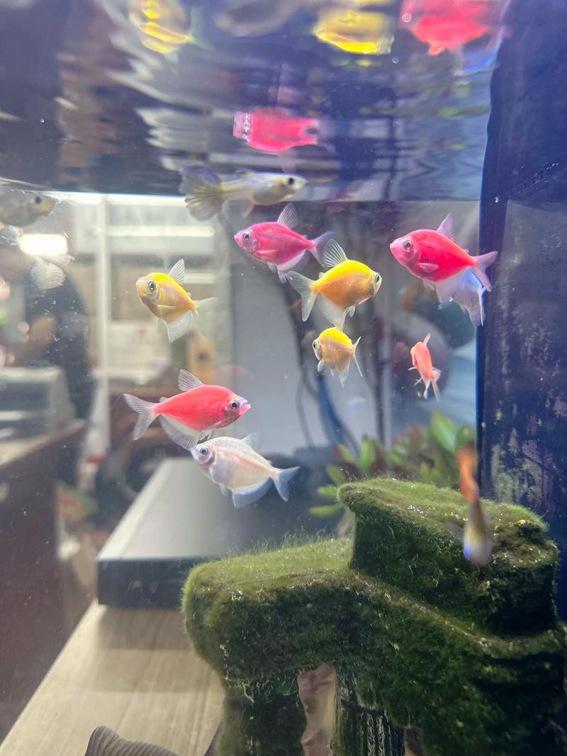 火龍魚可以和熱帶魚混養(yǎng)嗎圖片