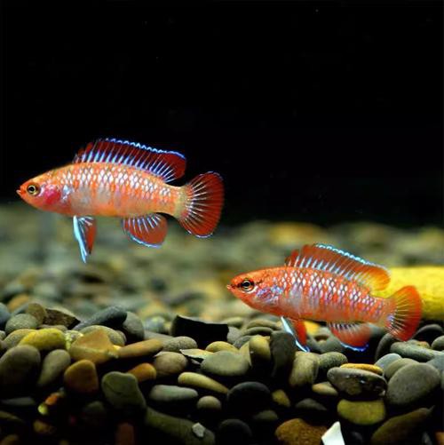 火龍魚可以和熱帶魚混養(yǎng)嗎圖片