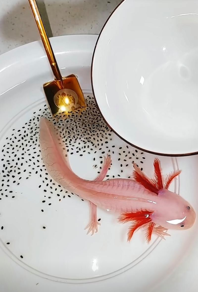 火龍魚可以和熱帶魚混養(yǎng)嗎圖片