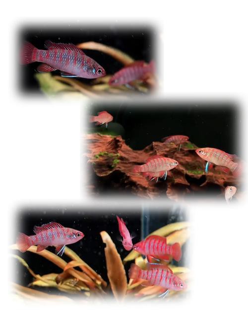 火龍魚可以和熱帶魚混養(yǎng)嗎圖片