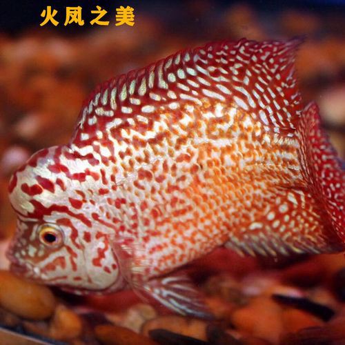 火龍魚可以和熱帶魚混養(yǎng)嗎圖片