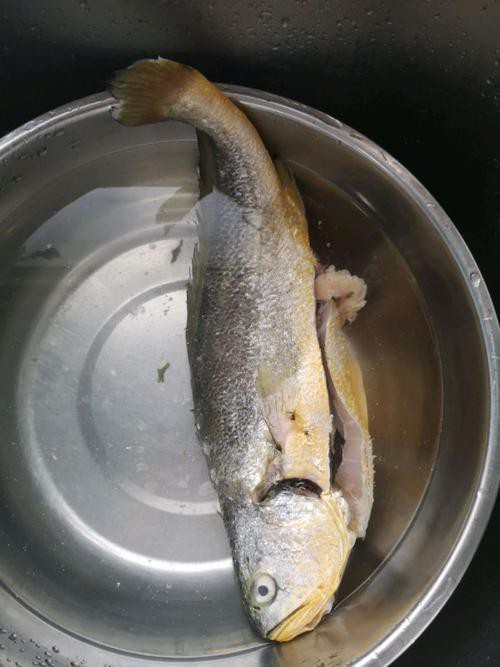 金龍魚做菜圖片