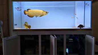 珠海上門護理清洗魚缸 龍魚世家水族館誠信