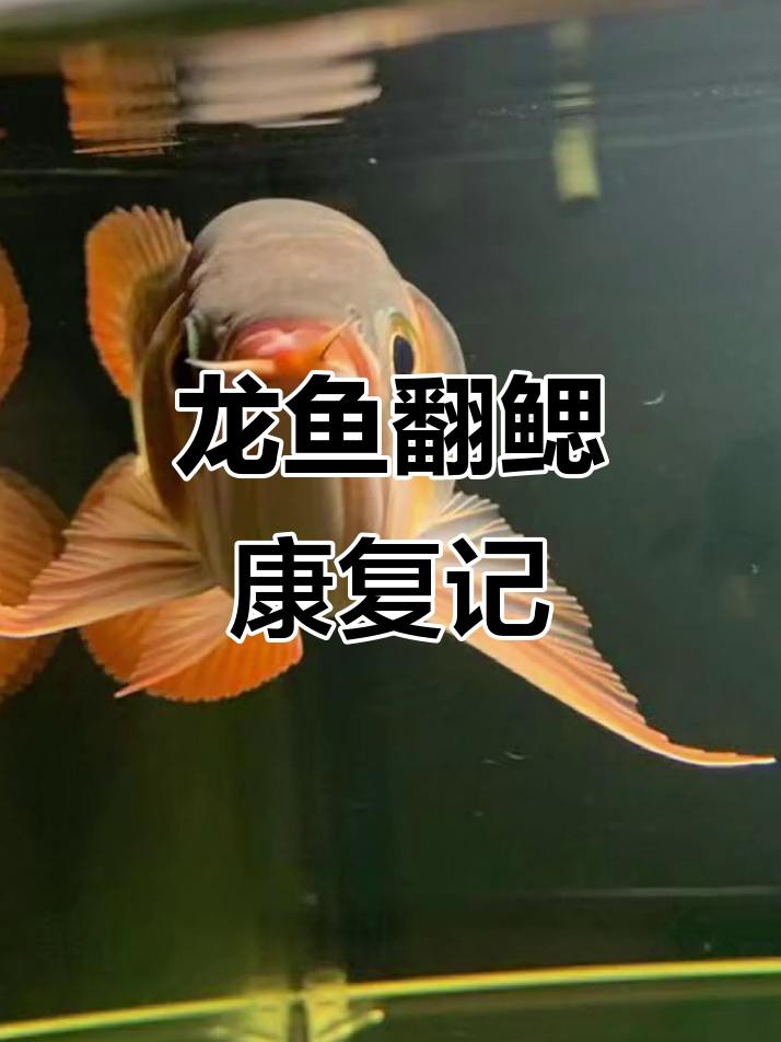 龍魚翻腮手術后多久能恢復？