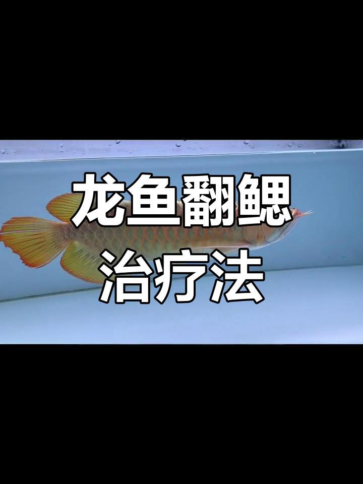 龍魚翻腮手術后多久能恢復？