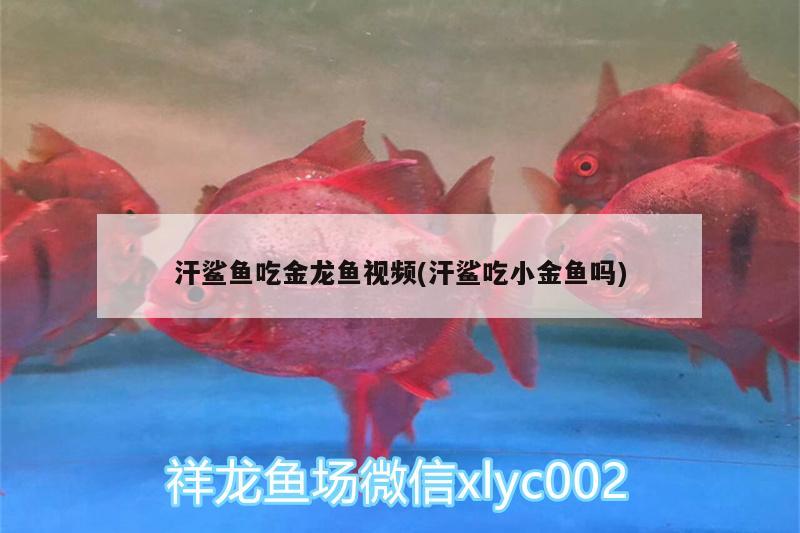 汗鯊魚吃金龍魚視頻(汗鯊吃小金魚嗎)