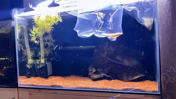 金色雷龍魚（養(yǎng)殖金色雷龍魚需要注意什么？）