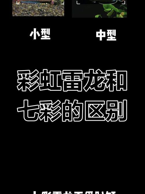 彩虹雷龍和七彩雷龍魚的區別