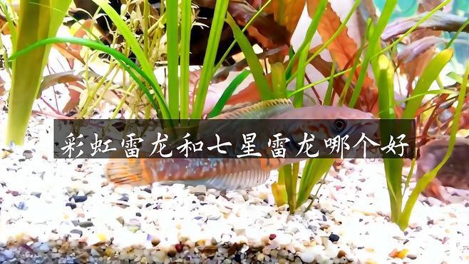 彩虹雷龍和七彩雷龍魚的區別