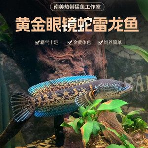 觀賞魚龍魚論文1500字：觀賞魚龍魚的發展歷程、飼養管理、鑒賞知識