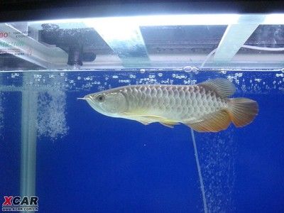 家里養什么龍魚（家中養什么龍魚好）