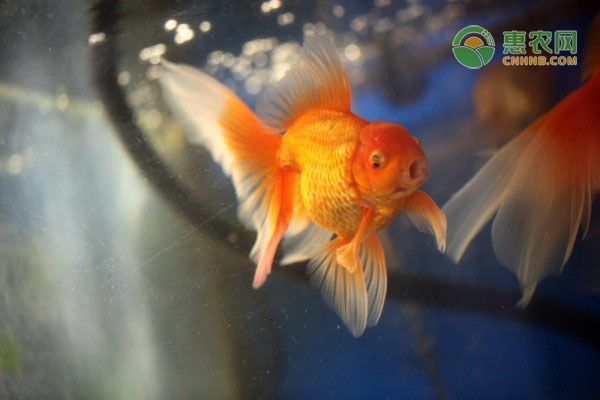 魚缸全部換水的正確方法（魚缸換水頻率如何掌握） 魚缸全部換水的正確方法（魚缸換水頻率如何掌握） 龍魚百科 第1張