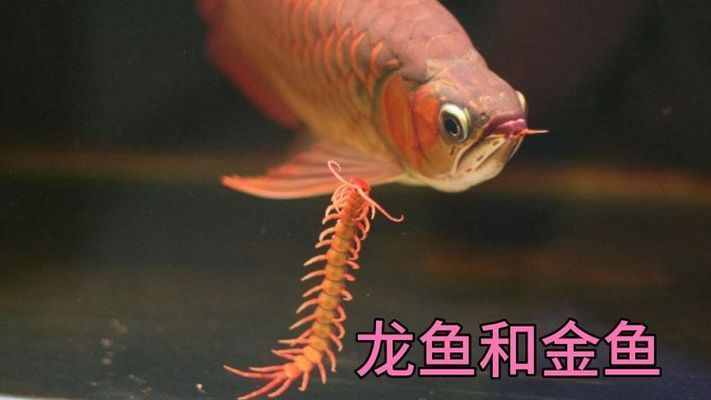 金龍魚冠軍魚好養嗎（金龍魚冠軍魚最佳飼料選擇，金龍魚冠軍魚日常護理技巧）