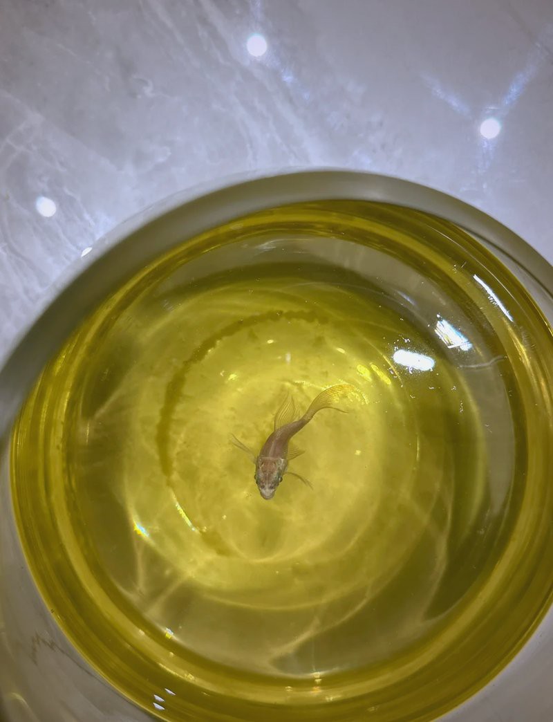 金龍魚翹尾怎么辦啊視頻