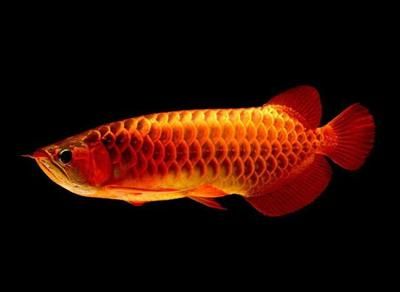 養龍魚需要注意的幾個方面：養龍魚的注意事項